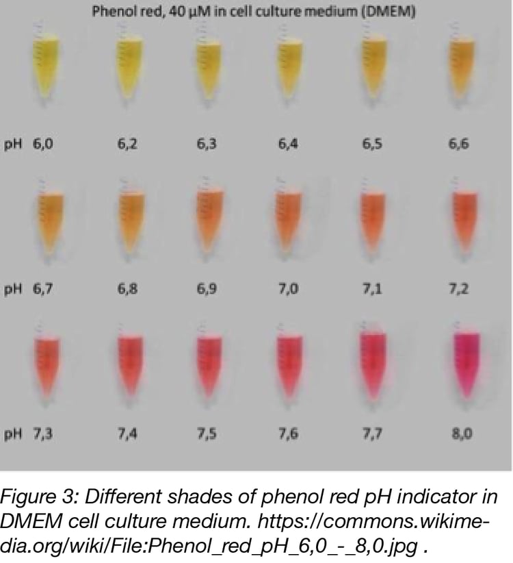 10 Basic tips for mammalian cell culture